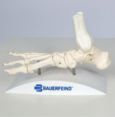 Bauerfeind Anatomisk model - Ankel/fod