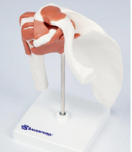 Bauerfeind Anatomisk model - Skulder