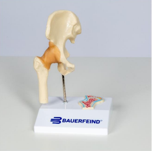 Bauerfeind Anatomisk model - Hofte