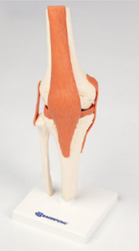Bauerfeind Anatomisk model - Knæ