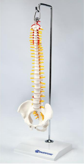 Bauerfeind Anatomisk model - Ryg/Spine