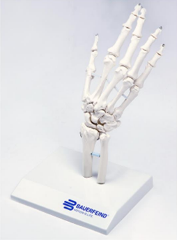 Bauerfeind Anatomisk model - Hånd