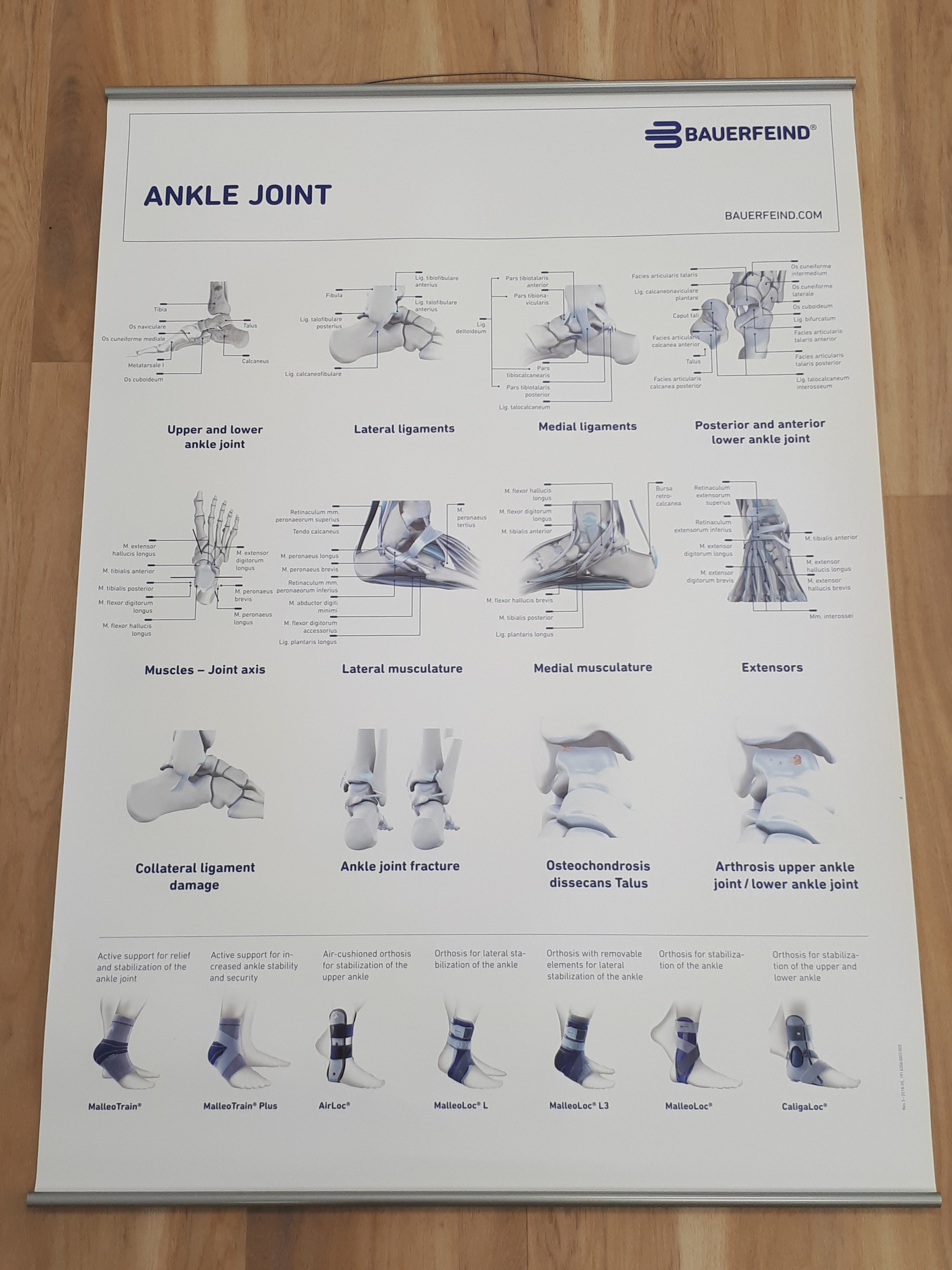 Bauerfeind Ankel anatomiplakat (engelsk)