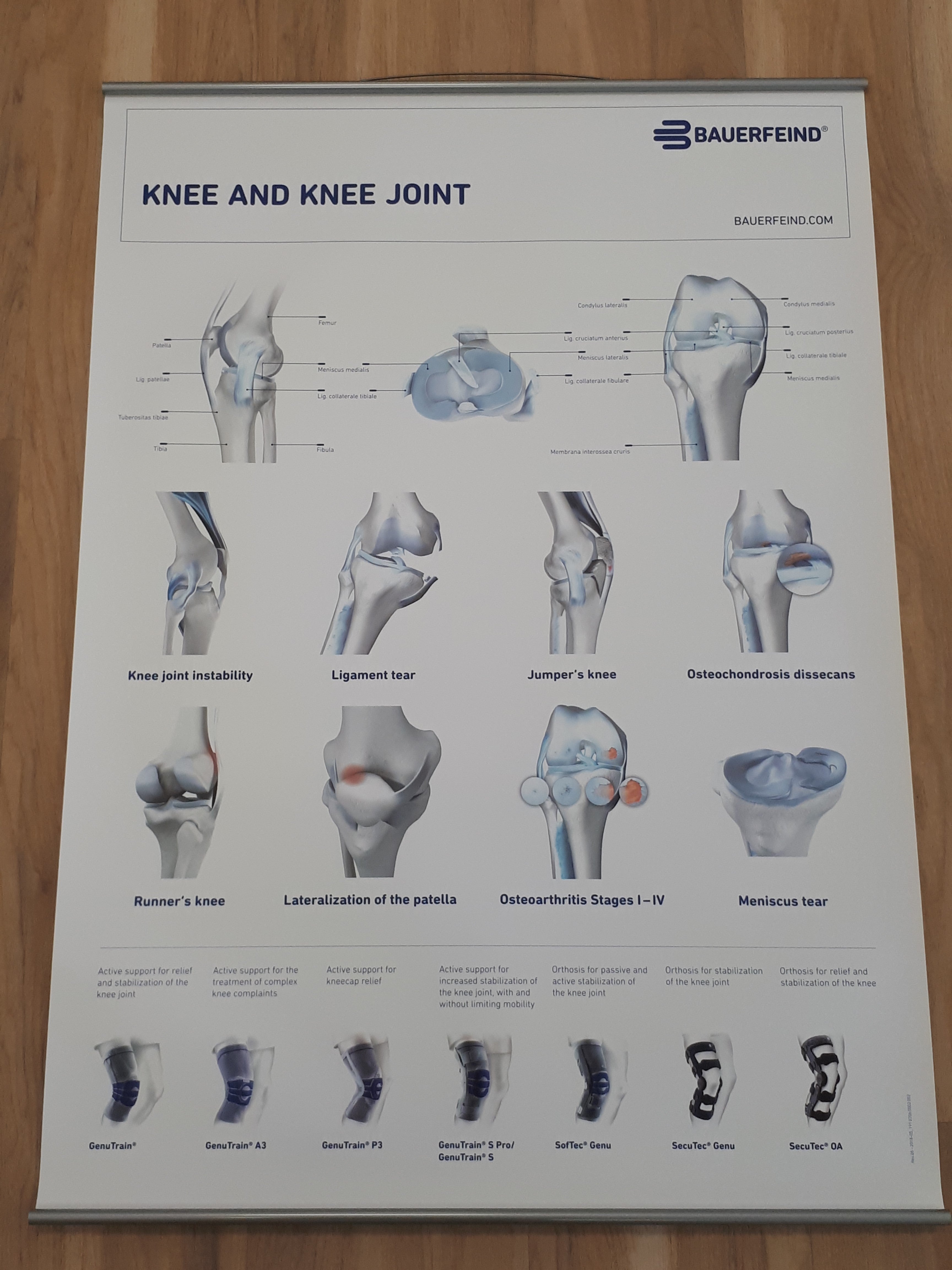 Bauerfeind knæ anatomiplakat (engelsk)