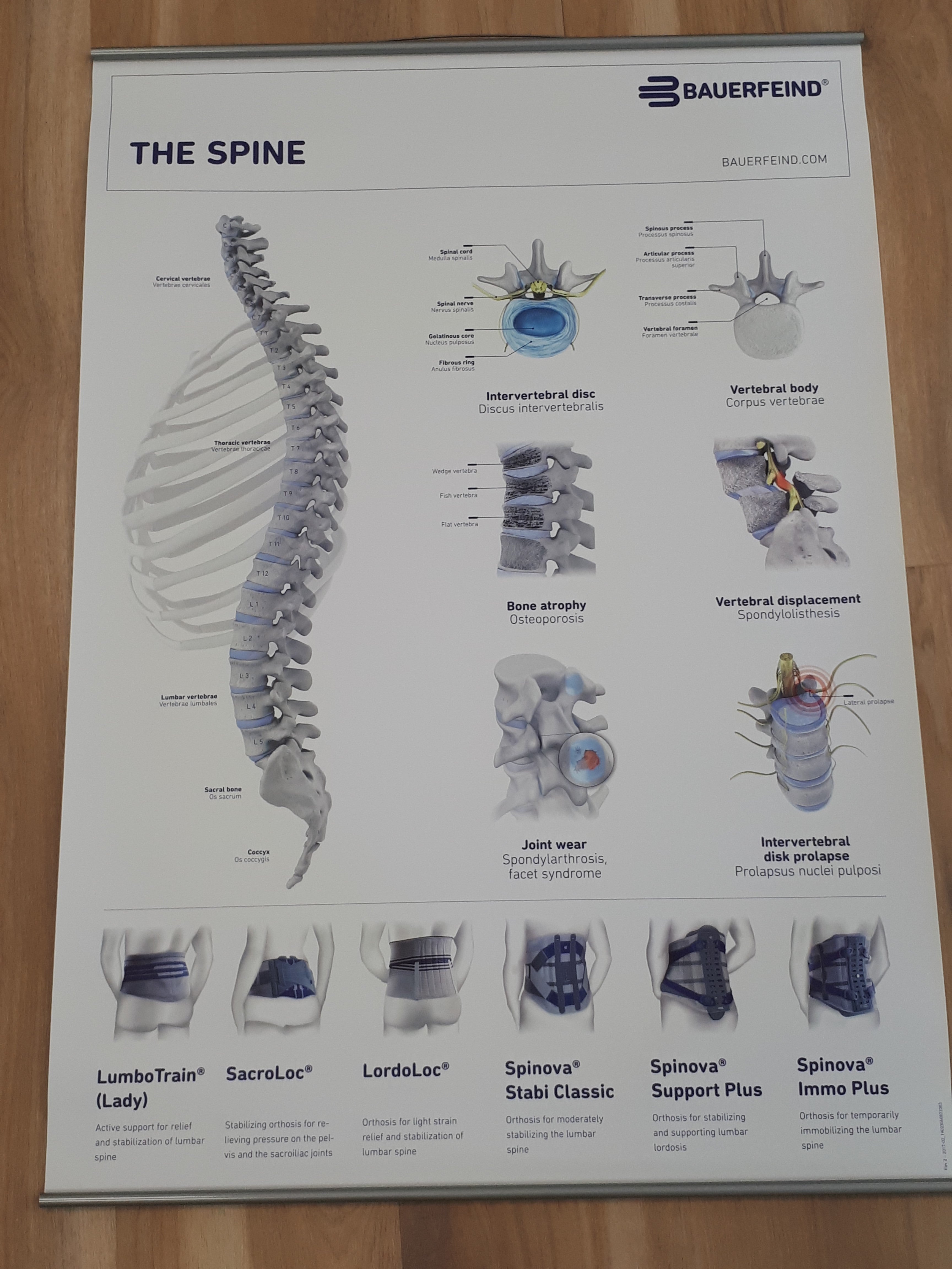 Bauerfeind Ryg anatomiplakat (engelsk)